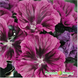 Семена мальва лесная Мавританская красавица 10шт Евросемена