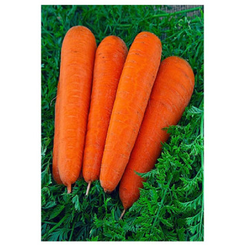 Морковь Витаминная 6 2г Б/П Фазенда Сибири 070978