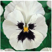 Семена виола Кокосовый рай 0,1г Гавриш Семена виола Кокосовый рай 0,1г Гавриш