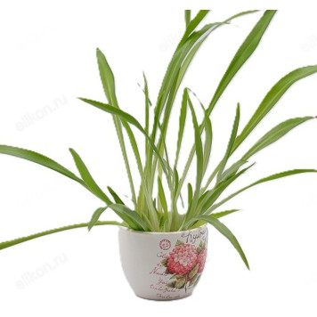 Кашпо для цветов INBLOOM Цветы 164-357 микс-1