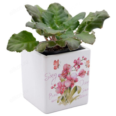 Кашпо для цветов INBLOOM Цветы керамика 164-358-1