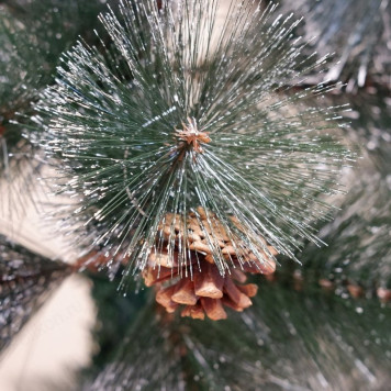 Сувенир ёлка искусственная Сосна 180см-4