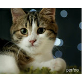 Коврик для мыши PERFEO Cat рис.31 PF-D0675