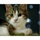 Коврик для мыши PERFEO Cat рис.31 PF-D0675 Коврик для мыши PERFEO Cat рис.31 PF-D0675
