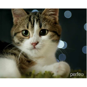 Коврик для мыши PERFEO Cat рис.31 PF-D0675