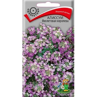 Алиссум Фиолетовая королева Поиск 087007