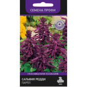 Сальвия Редди Парпл Поиск 218104 Сальвия Редди Парпл Поиск 218104