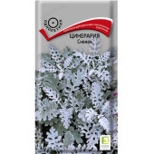 Цинерария Снежок Поиск 222415 Цинерария Снежок Поиск 222415