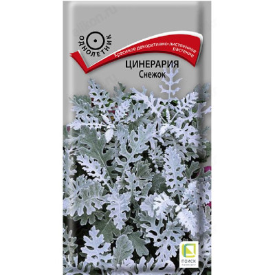 Цинерария Снежок Поиск 222415