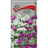 Семена статица Талисман розово-синий смесь 0,1г Поиск