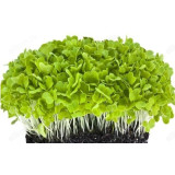 Семена микрозелень Базилик зеленый 5г