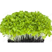 Семена микрозелень Базилик зеленый 5г