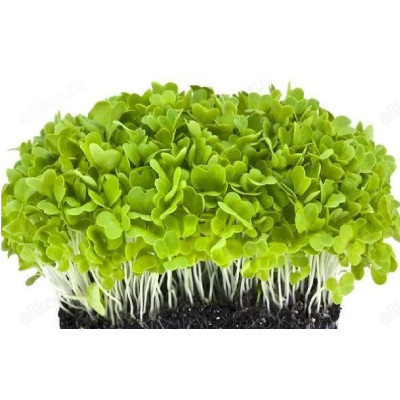 Семена микрозелень Базилик зеленый 5г