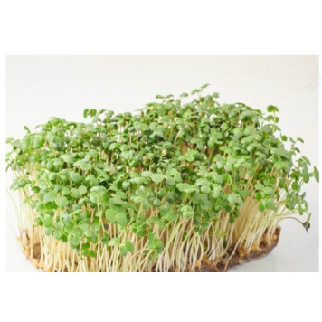 Семена микрозелень Горчица зеленый 5г