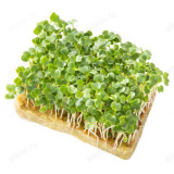 Семена микрозелень Руккола 5г