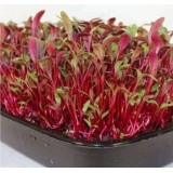 Семена микрозелень Свекла 5г