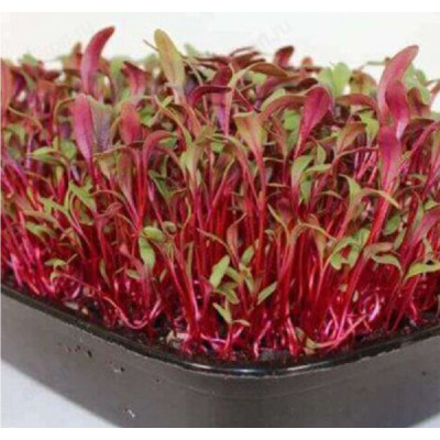 Семена микрозелень Свекла 5г