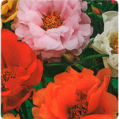 Семена портулак Каламбур махровый 0,1г НК Семена портулак Каламбур махровый 0,1г НК