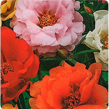 Семена портулак Каламбур махровый 0,1г НК