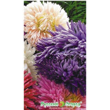 Семена астра Первое сентября 0,2г НК