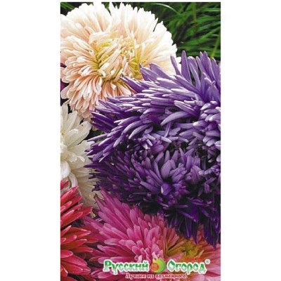 Семена астра Первое сентября 0,2г НК