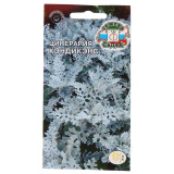 Цинерария Кэндикенс СеДеК 266434