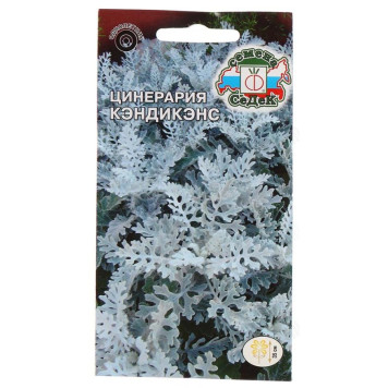 Цинерария Кэндикенс СеДеК 266434
