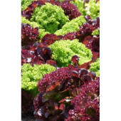 Семена салат Лолло микс 0,25г Уральский дачник Семена салат Лолло микс 0,25г Уральский дачник