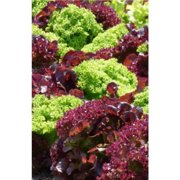 Семена салат Лолло микс 0,25г Уральский дачник