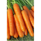 Морковь Нантская 4 1,5г б/п ЗолСотАлтая 557944 Морковь Нантская 4 1,5г б/п ЗолСотАлтая 557944
