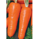 Морковь Московская Зимняя 1,5г б/п ЗолСотАлтая 573913