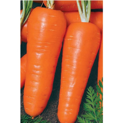 Морковь Московская Зимняя 1,5г б/п ЗолСотАлтая 573913